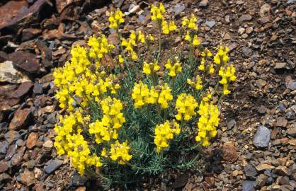 Fotografia da espécie Linaria supina subesp. supina