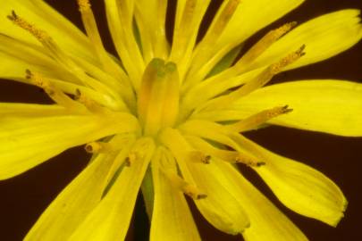 Fotografia da espécie Crepis capillaris var. capillaris