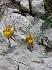 Fotografia da espécie Linaria supina subesp. supina