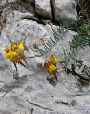 Fotografia 4 da espécie Linaria supina subesp. supina no Jardim Botânico UTAD