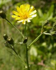 Fotografia da espécie Crepis capillaris