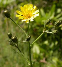 Fotografia da espécie Crepis capillaris var. capillaris