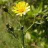 Fotografia 1 da espécie Crepis capillaris var. capillaris do Jardim Botânico UTAD