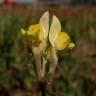 Fotografia 6 da espécie Linaria supina subesp. supina do Jardim Botânico UTAD