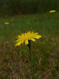 Fotografia da espécie Crepis capillaris var. capillaris