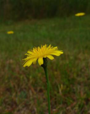 Fotografia 10 da espécie Crepis capillaris var. capillaris no Jardim Botânico UTAD