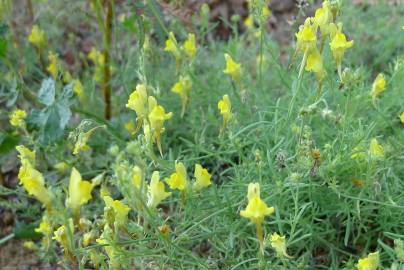 Fotografia da espécie Linaria supina subesp. supina