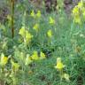 Fotografia 7 da espécie Linaria supina subesp. supina do Jardim Botânico UTAD