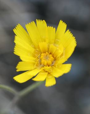 Fotografia 11 da espécie Crepis capillaris var. capillaris no Jardim Botânico UTAD