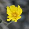 Fotografia 11 da espécie Crepis capillaris var. capillaris do Jardim Botânico UTAD