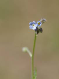 Fotografia da espécie Myosotis arvensis subesp. arvensis