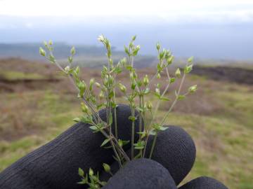 Fotografia da espécie Arenaria serpyllifolia subesp. serpyllifolia