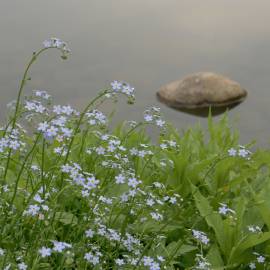 Fotografia da espécie Myosotis arvensis subesp. arvensis