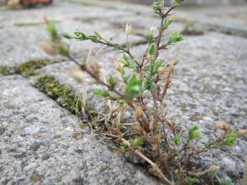 Fotografia da espécie Arenaria serpyllifolia subesp. serpyllifolia