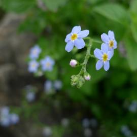 Fotografia da espécie Myosotis arvensis subesp. arvensis