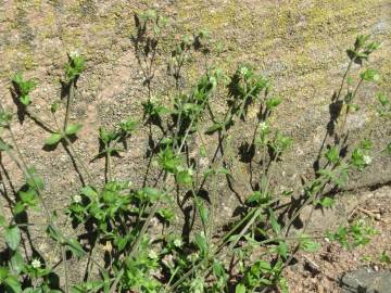 Fotografia da espécie Arenaria serpyllifolia subesp. serpyllifolia