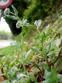 Fotografia da espécie Myosotis arvensis subesp. arvensis