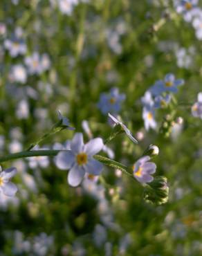 Fotografia 8 da espécie Myosotis arvensis subesp. arvensis no Jardim Botânico UTAD