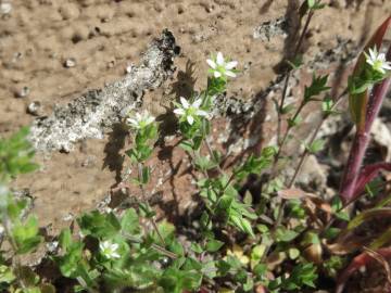 Fotografia da espécie Arenaria serpyllifolia subesp. serpyllifolia