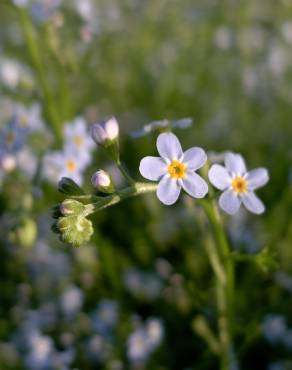 Fotografia 9 da espécie Myosotis arvensis subesp. arvensis no Jardim Botânico UTAD