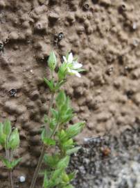 Fotografia da espécie Arenaria serpyllifolia subesp. serpyllifolia