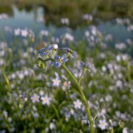 Fotografia da espécie Myosotis arvensis subesp. arvensis