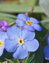 Myosotis arvensis subesp. arvensis