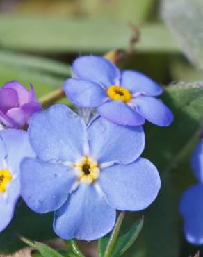 Fotografia 1 da espécie Myosotis arvensis subesp. arvensis no Jardim Botânico UTAD