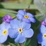 Fotografia 1 da espécie Myosotis arvensis subesp. arvensis do Jardim Botânico UTAD