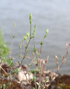 Fotografia 12 da espécie Arenaria serpyllifolia subesp. serpyllifolia no Jardim Botânico UTAD