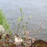 Fotografia 12 da espécie Arenaria serpyllifolia subesp. serpyllifolia do Jardim Botânico UTAD
