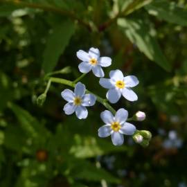 Fotografia da espécie Myosotis arvensis subesp. arvensis