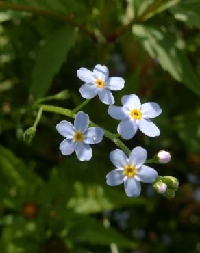 Fotografia 12 da espécie Myosotis arvensis subesp. arvensis no Jardim Botânico UTAD