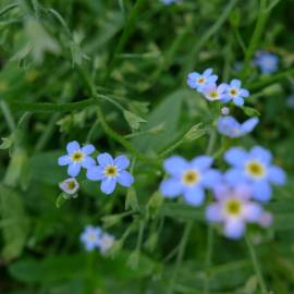 Fotografia da espécie Myosotis arvensis subesp. arvensis