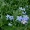 Fotografia 13 da espécie Myosotis arvensis subesp. arvensis do Jardim Botânico UTAD