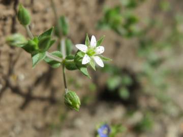 Fotografia da espécie Arenaria serpyllifolia subesp. serpyllifolia