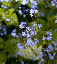 Fotografia da espécie Myosotis arvensis subesp. arvensis