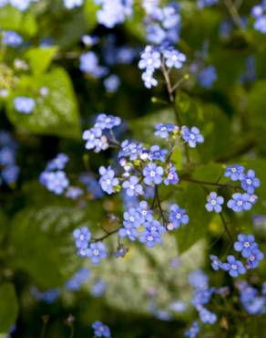 Fotografia 14 da espécie Myosotis arvensis subesp. arvensis no Jardim Botânico UTAD