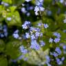 Fotografia 14 da espécie Myosotis arvensis subesp. arvensis do Jardim Botânico UTAD