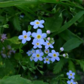 Fotografia da espécie Myosotis arvensis subesp. arvensis