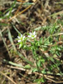 Fotografia da espécie Arenaria serpyllifolia subesp. serpyllifolia