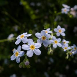 Fotografia da espécie Myosotis arvensis subesp. arvensis