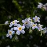 Fotografia 16 da espécie Myosotis arvensis subesp. arvensis do Jardim Botânico UTAD