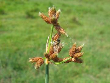 Fotografia da espécie Schoenoplectus lacustris