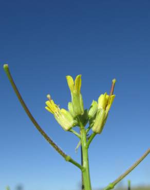 Fotografia 1 da espécie Sisymbrium orientale subesp. orientale no Jardim Botânico UTAD