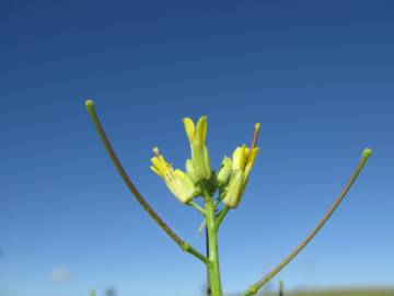 Fotografia da espécie Sisymbrium orientale subesp. orientale