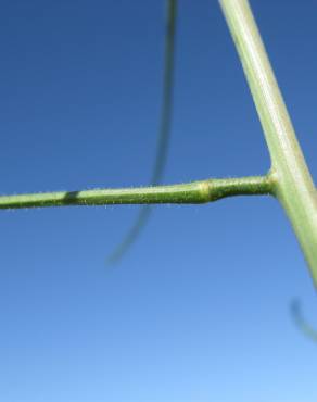 Fotografia 3 da espécie Sisymbrium orientale subesp. orientale no Jardim Botânico UTAD