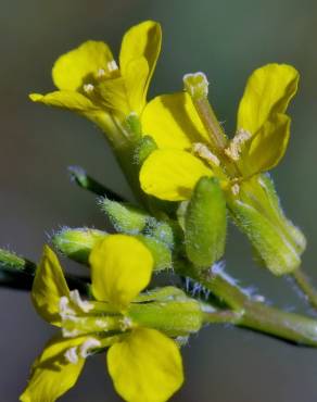 Fotografia 4 da espécie Sisymbrium orientale subesp. orientale no Jardim Botânico UTAD