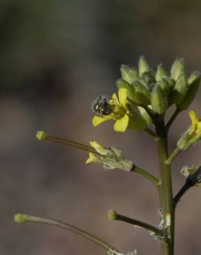 Fotografia 6 da espécie Sisymbrium orientale subesp. orientale no Jardim Botânico UTAD