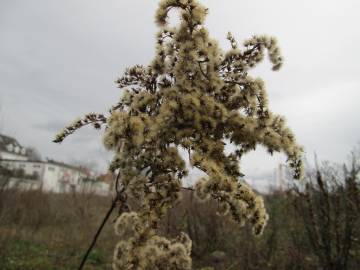 Fotografia da espécie Solidago canadensis var. canadensis